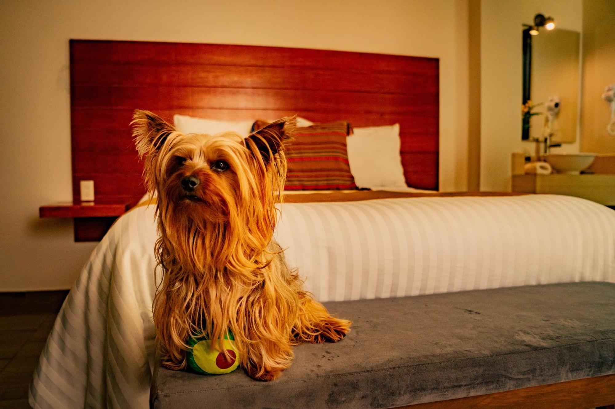 Na Hotel ซานกริสโตบัล เด ลาสกาซาส ภายนอก รูปภาพ